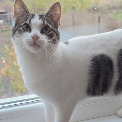 Kätzchen Tamy möchte gern ihren Koffer packen, EKH Jungtier - Katze