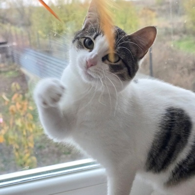 Kätzchen Tamy möchte gern ihren Koffer packen, EKH Jungtier - Katze