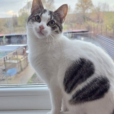 Kätzchen Tamy möchte gern ihren Koffer packen, EKH Jungtier - Katze