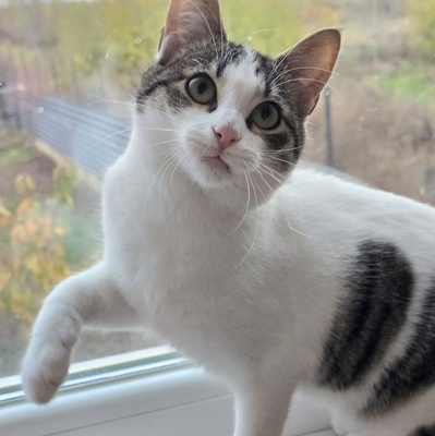 Kätzchen Tamy möchte gern ihren Koffer packen, EKH Jungtier - Katze