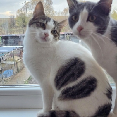 Kätzchen Tamy möchte gern ihren Koffer packen, EKH Jungtier - Katze