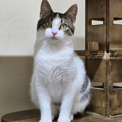 Kätzchen Tamy möchte gern ihren Koffer packen, EKH Jungtier - Katze