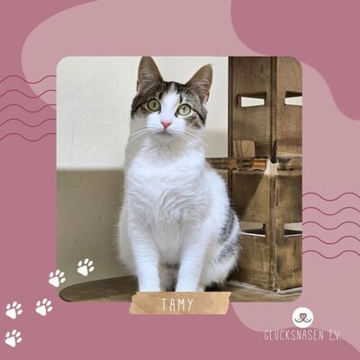 Kätzchen Tamy möchte gern ihren Koffer packen