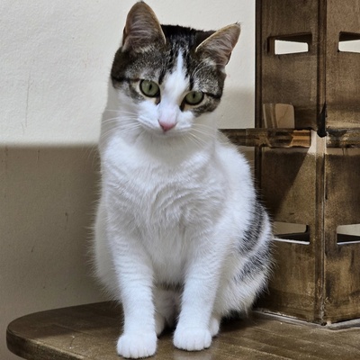 Kätzchen Tamy möchte gern ihren Koffer packen, EKH Jungtier - Katze