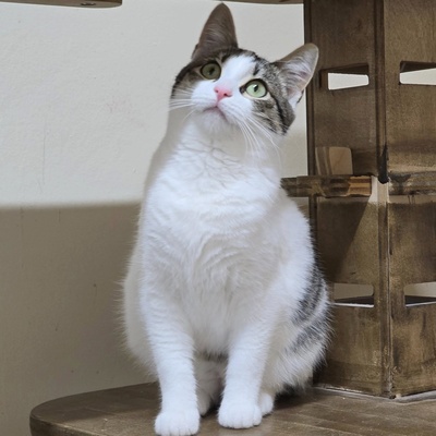 Kätzchen Tamy möchte gern ihren Koffer packen, EKH Jungtier - Katze