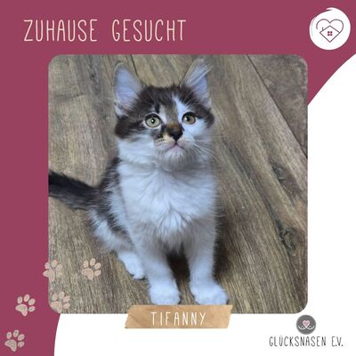 Kätzchen Tiffany sucht ihr Personal