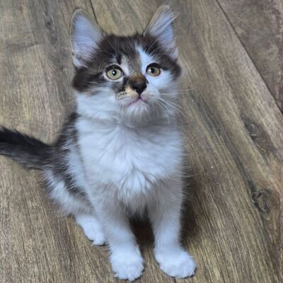 Kätzchen Tiffany sucht ihr Personal, EKH Jungtier - Katze