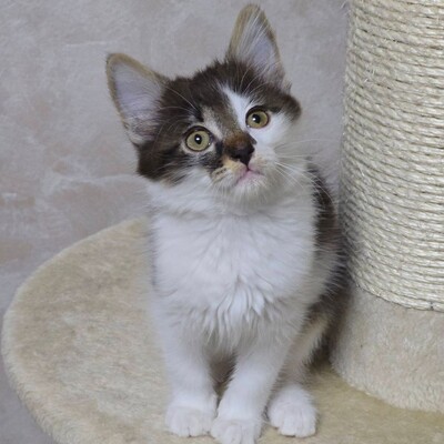 Kätzchen Tiffany sucht ihr Personal, EKH Jungtier - Katze