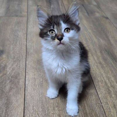 Kätzchen Tiffany sucht ihr Personal, EKH Jungtier - Katze