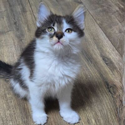 Kätzchen Tiffany sucht ihr Personal, EKH Jungtier - Katze