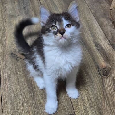 Kätzchen Tiffany sucht ihr Personal, EKH Jungtier - Katze