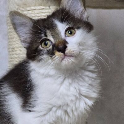 Kätzchen Tiffany sucht ihr Personal, EKH Jungtier - Katze