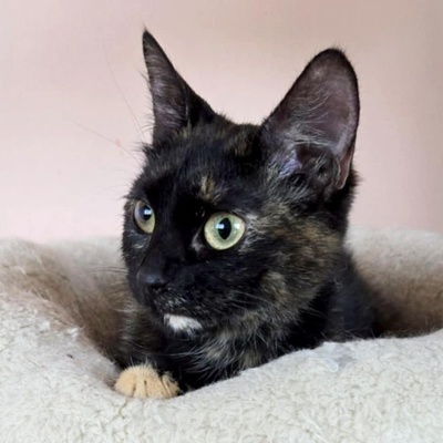Kätzchen Tilda ist bereit für Dich, EKH Jungtier - Katze