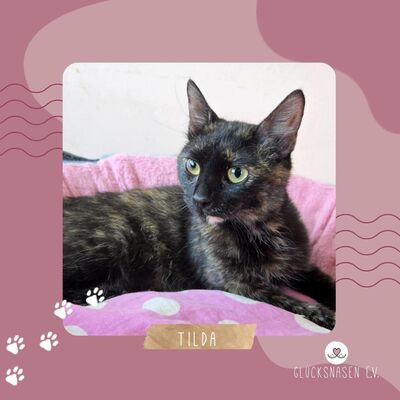 Kätzchen Tilda mag Menschen sehr, EKH Jungtier - Katze