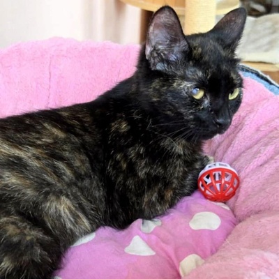 Kätzchen Tilda mag Menschen sehr, EKH Jungtier - Katze