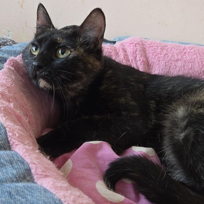 Kätzchen Tilda mag Menschen sehr, EKH Jungtier - Katze
