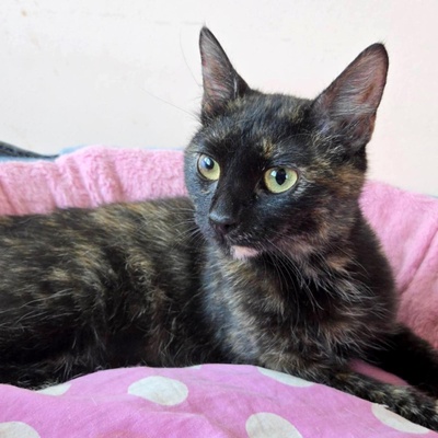 Kätzchen Tilda mag Menschen sehr, EKH Jungtier - Katze