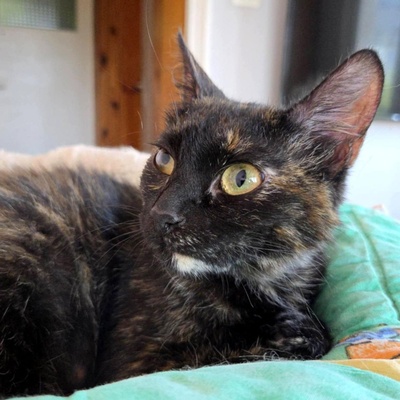 Kätzchen Tilda mag Menschen sehr, EKH Jungtier - Katze