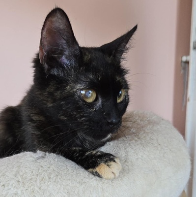 Kätzchen Tilda mag Menschen sehr, EKH Jungtier - Katze