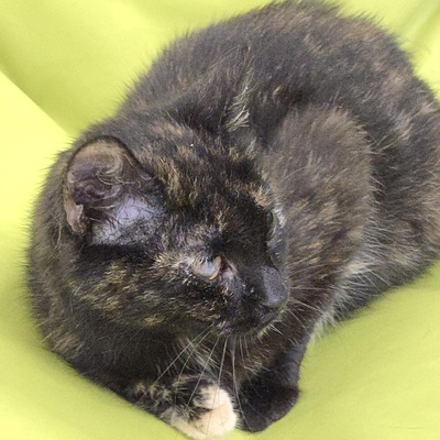 Kätzchen Tilda mag Menschen sehr, EKH Jungtier - Katze