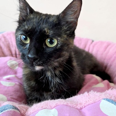Kätzchen Tilda mag Menschen sehr, EKH Jungtier - Katze