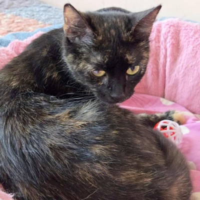 Kätzchen Tilda mag Menschen sehr, EKH Jungtier - Katze