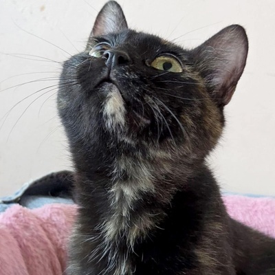 Kätzchen Tilda mag Menschen sehr, EKH Jungtier - Katze