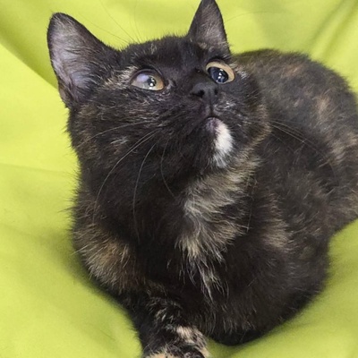 Kätzchen Tilda mag Menschen sehr, EKH Jungtier - Katze