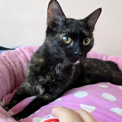 Kätzchen Tilda mag Menschen sehr, EKH Jungtier - Katze
