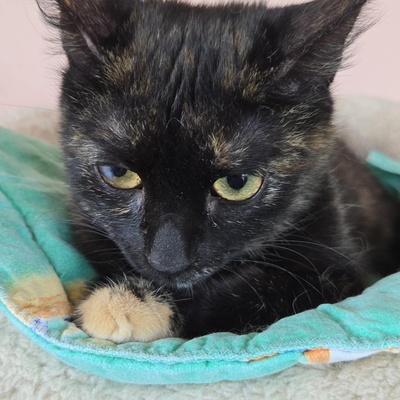 Kätzchen Tilda mag Menschen sehr, EKH Jungtier - Katze