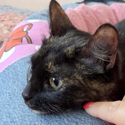 Kätzchen Tilda mag Menschen sehr, EKH Jungtier - Katze