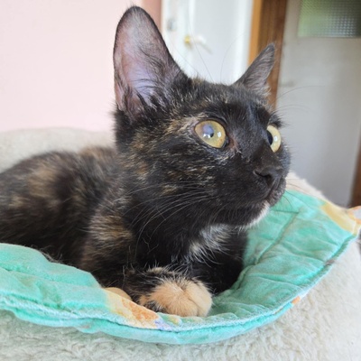 Kätzchen Tilda mag Menschen sehr, EKH Jungtier - Katze