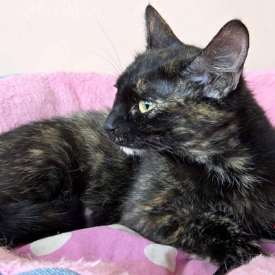 Kätzchen Tilda mag Menschen sehr, EKH Jungtier - Katze