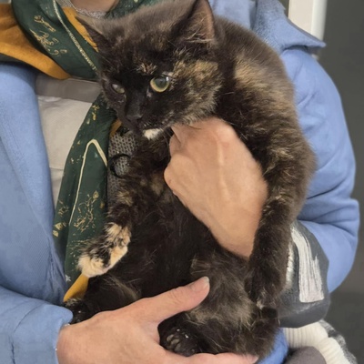 Kätzchen Tilda mag Menschen sehr, EKH Jungtier - Katze
