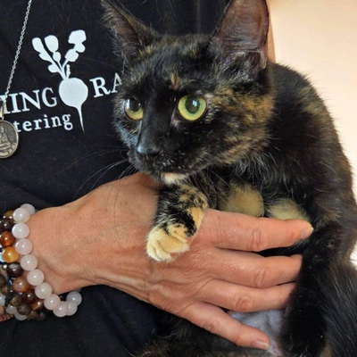 Kätzchen Tilda mag Menschen sehr, EKH Jungtier - Katze