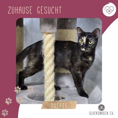 Kätzchen Toffee sucht Dich zum neu anfangen