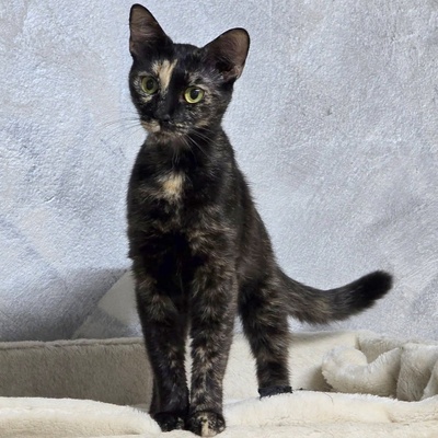Kätzchen Toffee sucht Dich zum neu anfangen, EKH Jungtier - Katze
