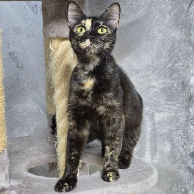 Kätzchen Toffee sucht Dich zum neu anfangen, EKH Jungtier - Katze