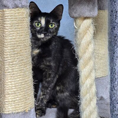 Kätzchen Toffee sucht Dich zum neu anfangen, EKH Jungtier - Katze