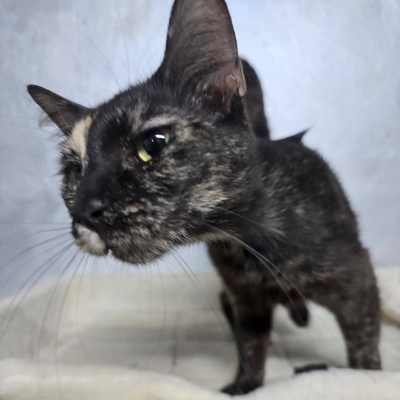Kätzchen Toffee sucht Dich zum neu anfangen, EKH Jungtier - Katze