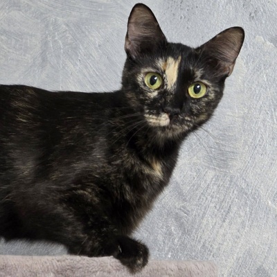 Kätzchen Toffee sucht Dich zum neu anfangen, EKH Jungtier - Katze