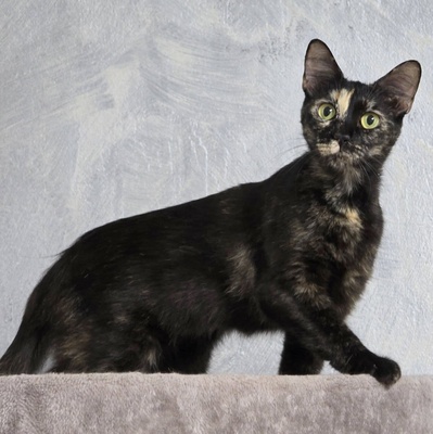 Kätzchen Toffee sucht Dich zum neu anfangen, EKH Jungtier - Katze