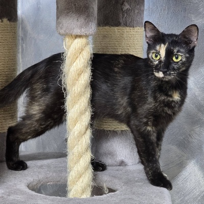 Kätzchen Toffee sucht Dich zum neu anfangen, EKH Jungtier - Katze