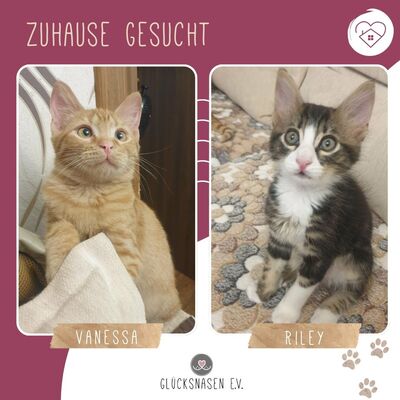 Kätzchen Vanessa und Riley sind bereit für Dich