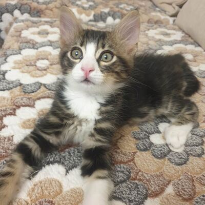 Kätzchen Vanessa und Riley sind bereit für Dich, EKH Jungtier - Katze