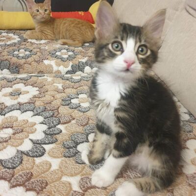 Kätzchen Vanessa und Riley sind bereit für Dich, EKH Jungtier - Katze