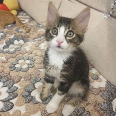 Kätzchen Vanessa und Riley sind bereit für Dich, EKH Jungtier - Katze