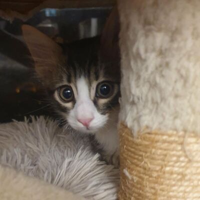 Kätzchen Vanessa und Riley sind bereit für Dich, EKH Jungtier - Katze