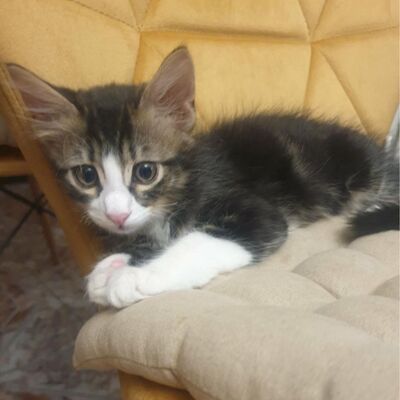 Kätzchen Vanessa und Riley sind bereit für Dich, EKH Jungtier - Katze