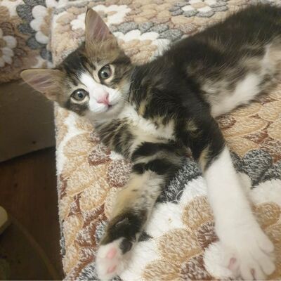 Kätzchen Vanessa und Riley sind bereit für Dich, EKH Jungtier - Katze
